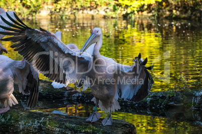 Great White Pelican, Pelecanus onocrotalus in the zoo