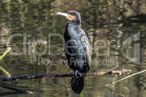 The great cormorant, Phalacrocorax carbo drying his feathers.