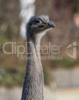 Darwin's rhea, Rhea pennata also known as the lesser rhea.