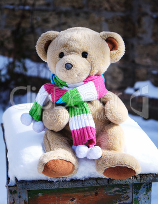 teddy bear in a scarf sits