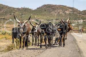 Brahman or Zebu bulls on the road to Gheralta in Tigray, Ethiopia