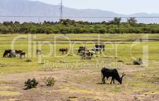 Brahman or Zebu bulls on the road to Gheralta in Tigray, Ethiopia