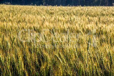 Background of wheat field in summer day.