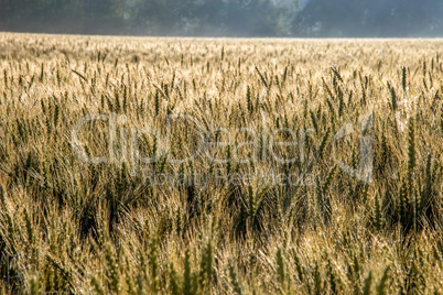 Background of wheat field in summer day.