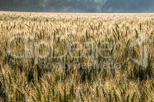 Background of wheat field in summer day.