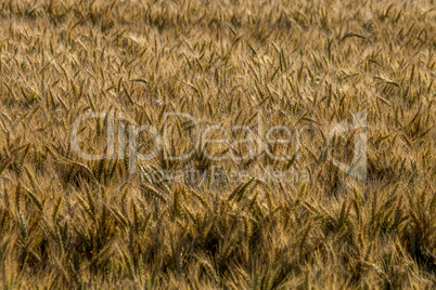 Background of wheat field in summer day.