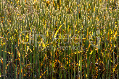 Background of wheat field in summer day.