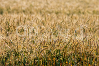 Background of wheat field in summer day.