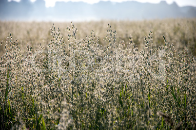 Background of cereal field in summer day.