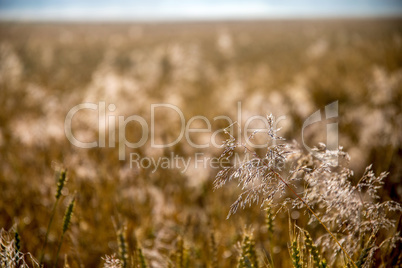 Background of cereal field in summer day.