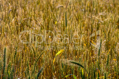 Background of wheat field in summer day.
