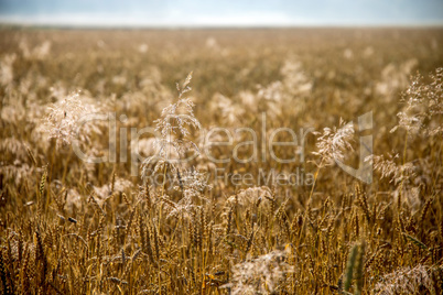 Background of cereal field in summer day.