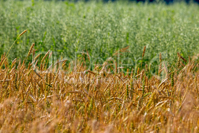 Background of cereal field in summer day.