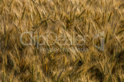 Background of cereal field in summer day.