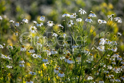 Daisies as background in summer day.
