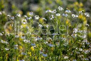 Daisies as background in summer day.