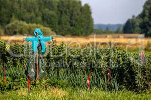 Scarecrow in the vegetable garden