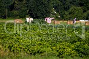 Scarecrows in the vegetable garden