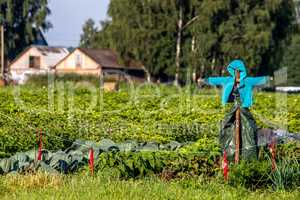 Scarecrow in the vegetable garden