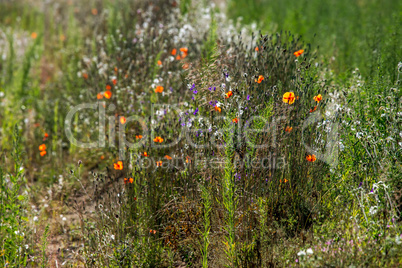 Wild flowers growing at the roadside