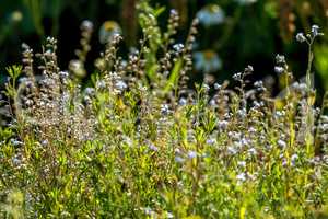 Light blue rural flowers on green field.