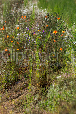 Wild flowers growing at the roadside