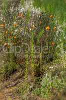 Wild flowers growing at the roadside