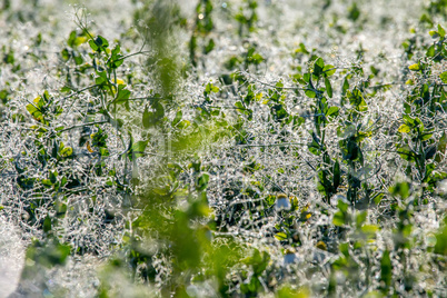Dew drops on green plants in field.