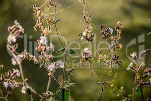 Wild rural flowers on green field.