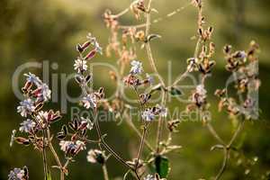 Wild rural flowers on green field.