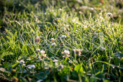 Dew drops in meadow with clover.