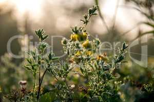 Yellow rural flowers on green field.