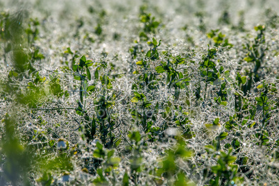 Dew drops on green plants in field.