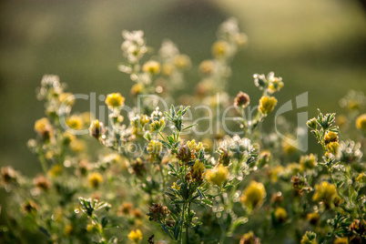 Yellow rural flowers on green field.