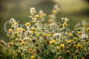 Yellow rural flowers on green field.