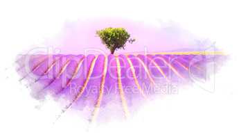 Lavender field watercolor effect illustration