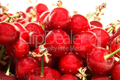 A lot of ripe cherry