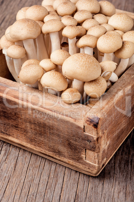 Fresh raw mushrooms