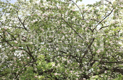 Apple Flower at Spring