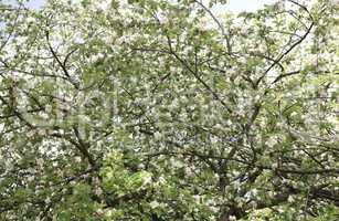 Apple Flower at Spring