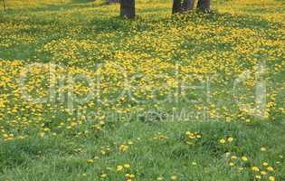 Dandelion at Spring day