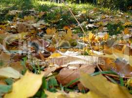 yellow maple carpet