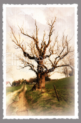 der alte baum