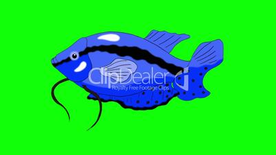 Big Blue Aquarium Fish Gourami  Chroma Key looped