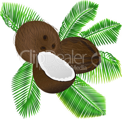 Coconuts and palm leaves vector illustration