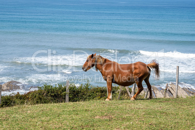 horses pasturing Layers of flysch in Zumaia, Playa de Sakoneta, Spain