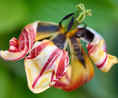 withered multi-colored tulip on a background of green leaves