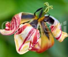 withered multi-colored tulip on a background of green leaves