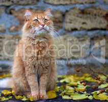 red cat sitting on a wooden surface among yellow leaves