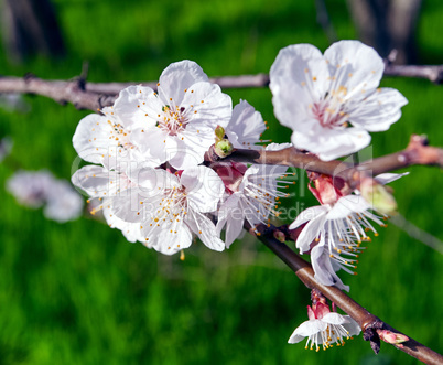 cherry branches with white cherry flowers in the garden